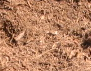 Construction Mulch
